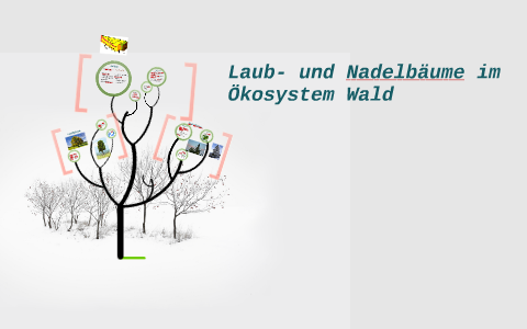 Laub Und Nadelbaume By Tabea Boeer