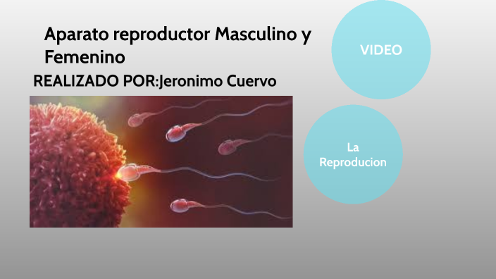 Apararato Reproductor Masculino Y Femenino By Jeronimo Cuervo On Prezi 6673