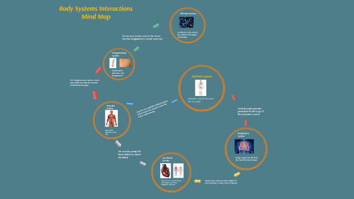 body-systems-interactions-mind-map-by-austin-douglass