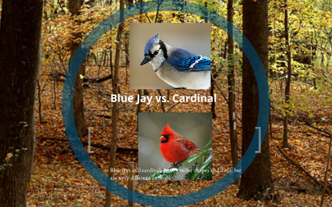 The Very Different Ways Cardinals and Blue Jays Get Their Hues - WSJ
