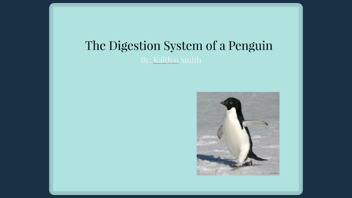 Penguin Reproductive Anatomy