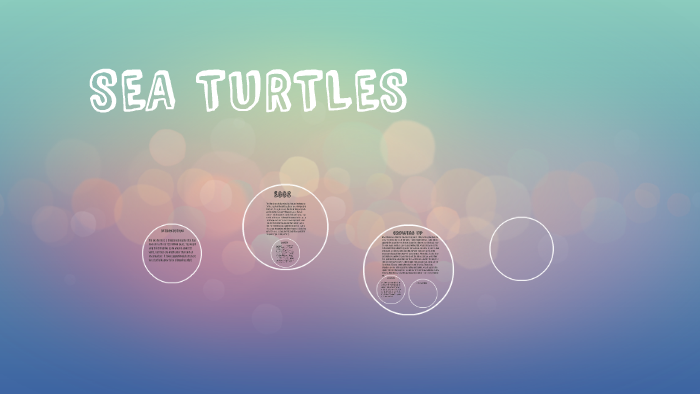 SEA TURTLES by Jaime Leckner on Prezi