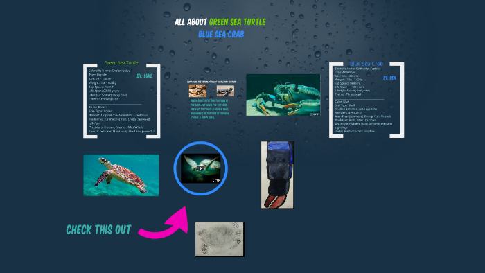 All about turtle by luke nguyen on Prezi