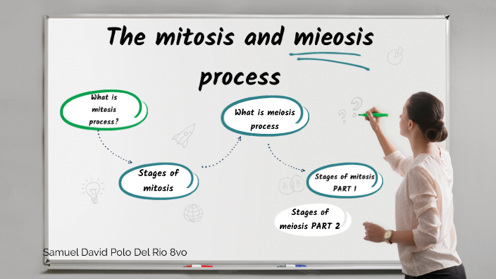 The mitosis process by Samuel Polo on Prezi
