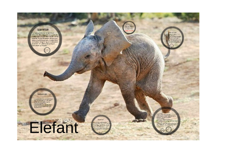 investering Mainstream Ruckus Elefant by Katrine Harbo