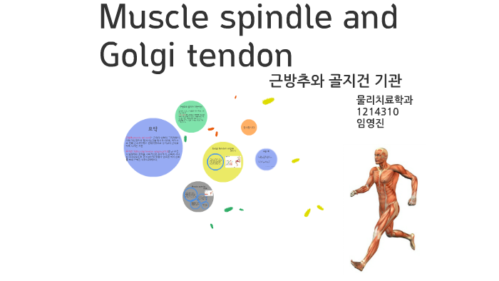 muscle spindle and golgi tendon organ