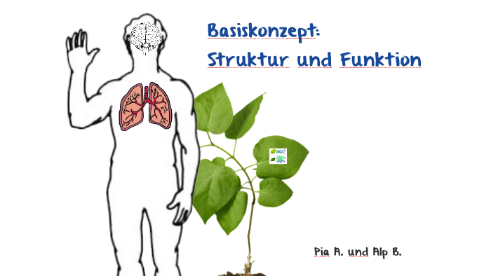 Basiskonzept Struktur Und Funktion Basiskonzept: Struktur und Funktion by Alp Bayrak on Prezi