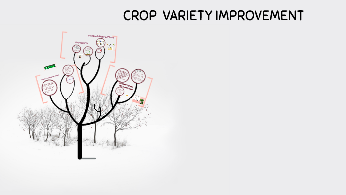 CROP VARIETY IMPROVEMENT By Netraa Dutta