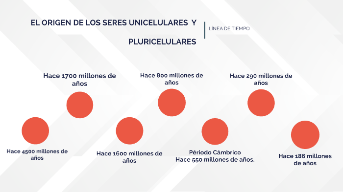 primeros organismos pluricelulares