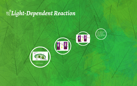 Light-Dependent and Light-Independent Reactions by john michael ...