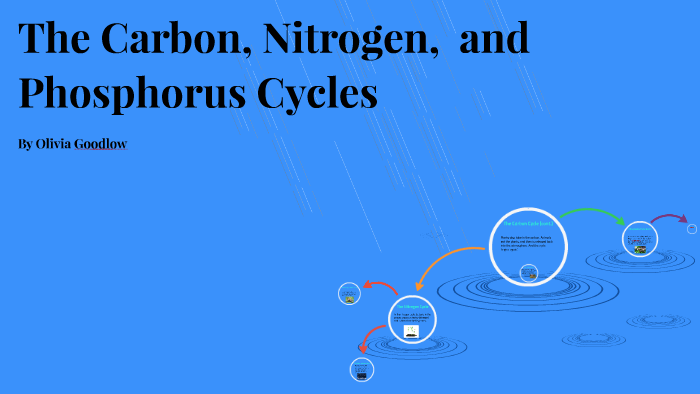 The Carbon Cycle by Olivia Goodlow on Prezi