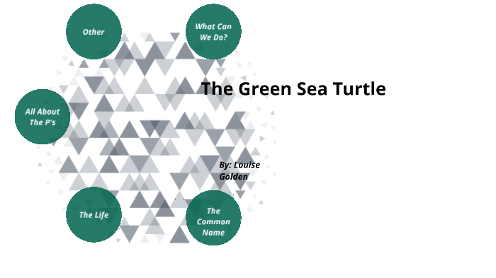 Green Sea Turtles by Louise Golden on Prezi