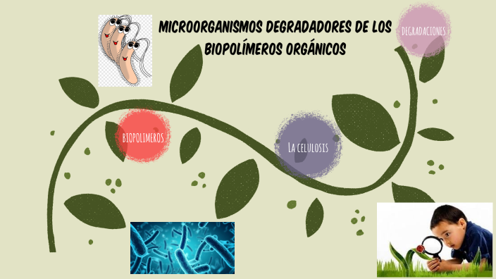Microorganismos Degradadores de los Biopolímeros Orgánicos by CLAUDIA ...