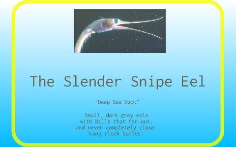 Slender Snipe Eel by Katie Waivers on Prezi