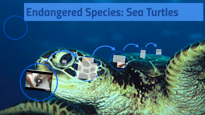 Endangered Species: Sea Turtles by Alyssa Najera on Prezi