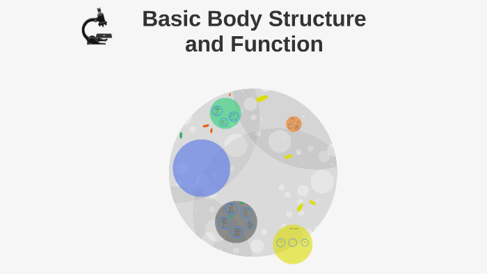 Basic Body Structure And Function By Izzie Guerra On Prezi