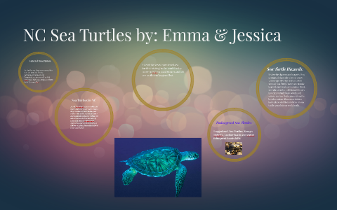 Sea Turtles by Emma Murphy on Prezi
