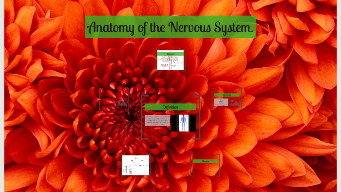 Anatomy of the Nervous System. by Abigail Garrett