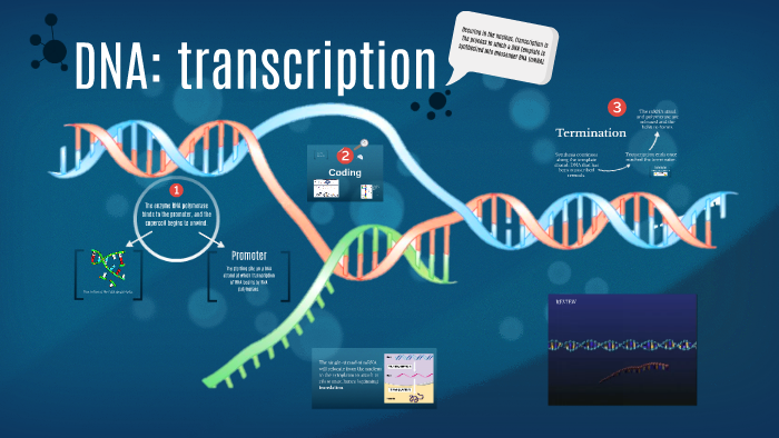 DNA: transcription by Joy Nguyen on Prezi