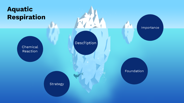 Aquatic Respiration by Kayleigh Curtis on Prezi