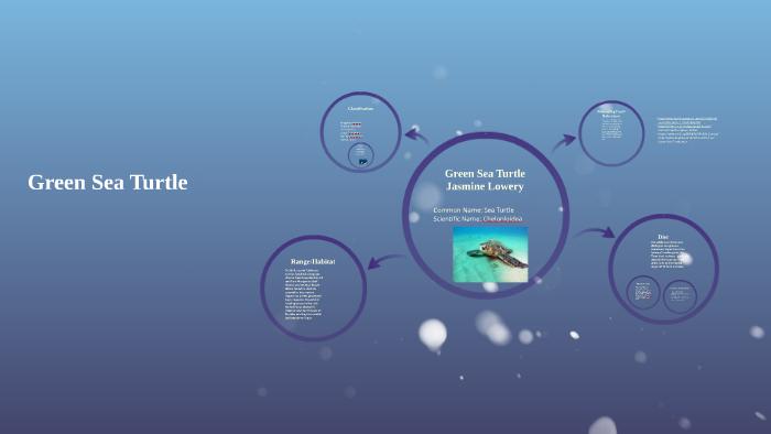 Green Sea Turtle by Jasmine Lowery on Prezi