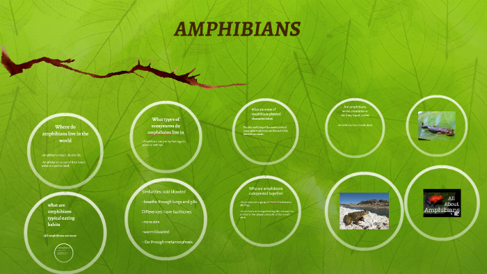 Where do amphibians live in the world by prince ojukwu