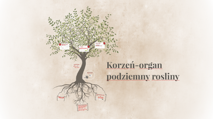 Korzeń Organ Podziemny Rośliny