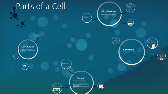 parts of a cell by kaylee ayala on Prezi