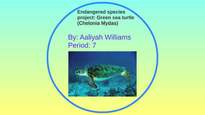 Green Sea Turtle by ali williams on Prezi