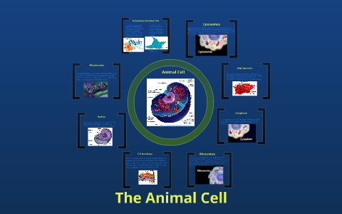 Animal Cell by christopher estrada on Prezi