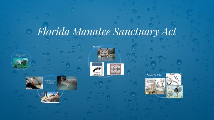 Florida Manatee Sanctuary Act by Tabitha Durbin on Prezi