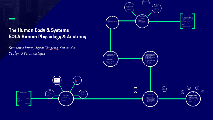 The Human Body System by Group Presentation on Prezi