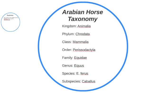 Arabian Horse Taxonomy by lisa ruhl on Prezi