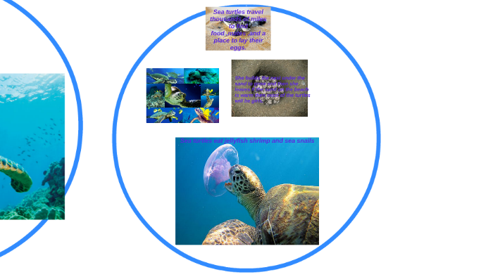 sea turtles by Jc White on Prezi