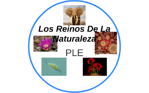 Los Reinos De La Naturaleza by tatiana sanchez urrea on Prezi