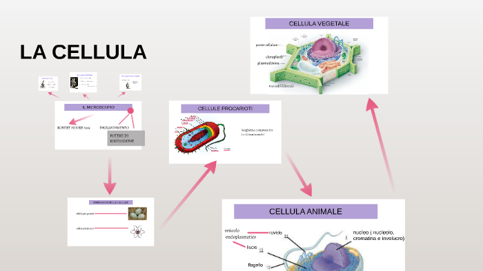 LA CELLULA by Camilla Rigano on Prezi