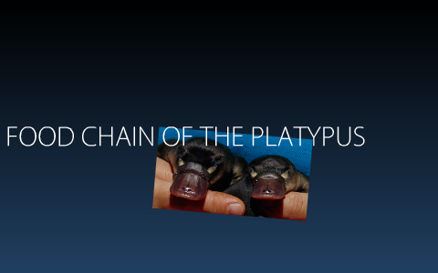 FOOD CHAIN of the PLATYPUS by olivia droese on Prezi Biology Diagrams