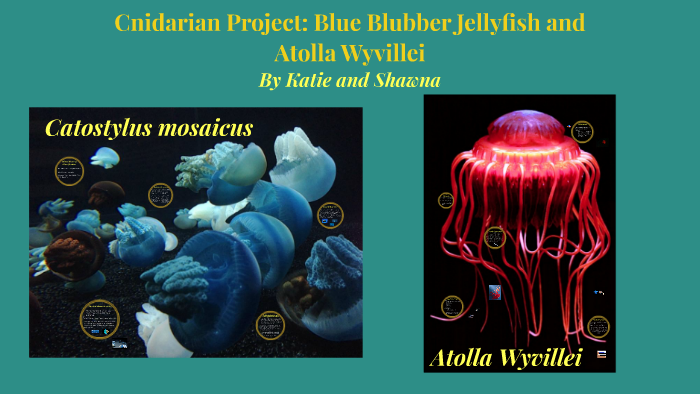 Bluebottle Jellyfish • LITFL • Toxinology Library