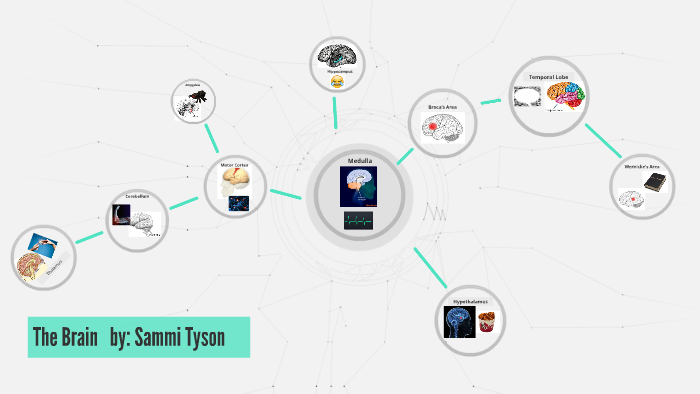 10 Parts of the Brain by Sydammi Gauthson on Prezi