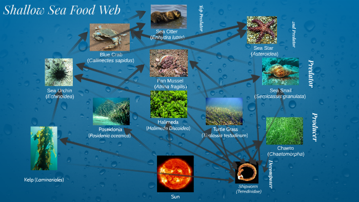 Deep Sea Food Web by Ali Talib Saifee on Prezi