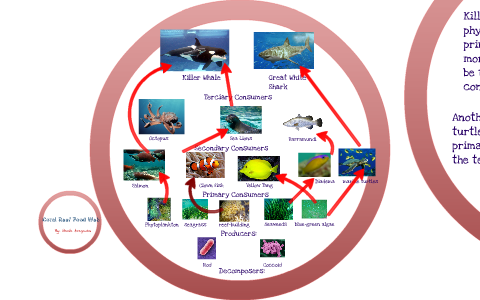 Food Web by Nicole Aragones on Prezi