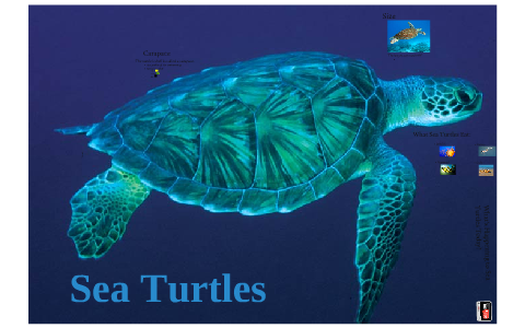 All About Sea Turtles by Sizzle Green on Prezi