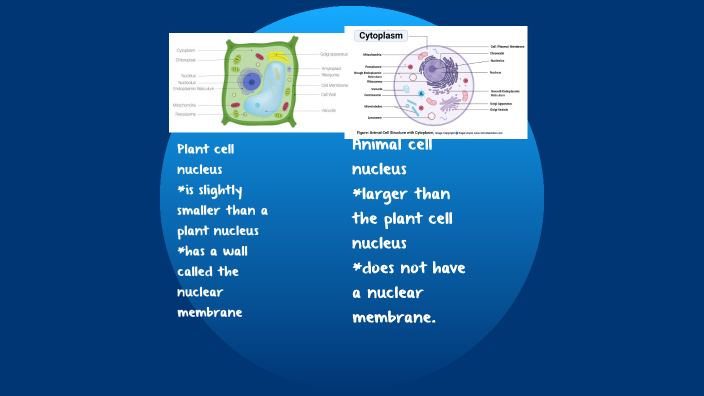 Plant and animal cells by Jonah Jones on Prezi