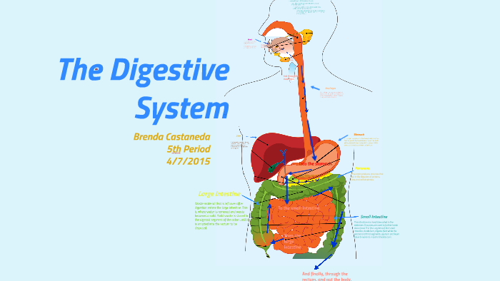 The Digestive System by Brenda Castaneda on Prezi