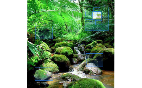 Layers of the Rainforest by Orion Bird on Prezi