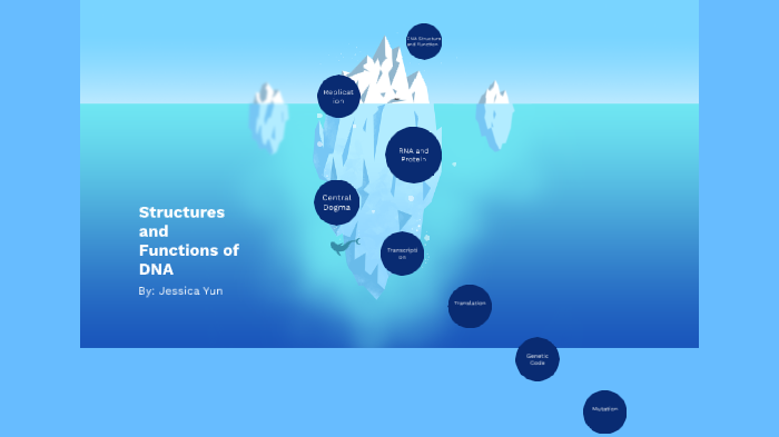 Structure and Functions of DNA by Jessica Yun on Prezi