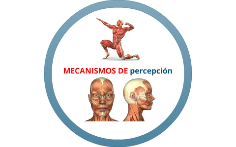 Resultado de imagen de mecanismo de la percepción