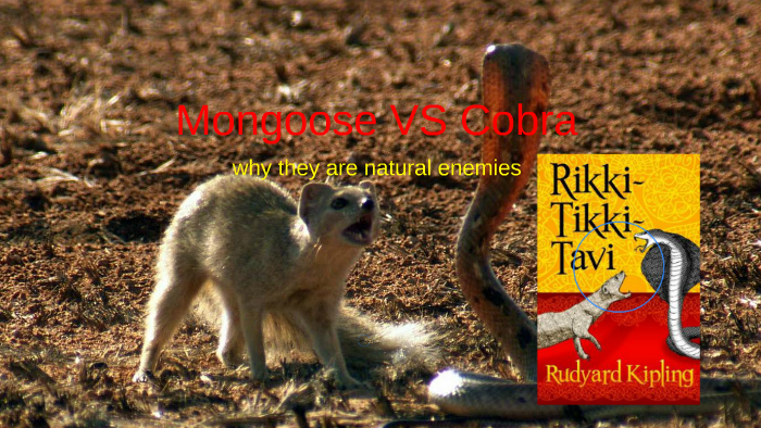 why mongoose and cobras are natural enemies by Austin johnson on Prezi