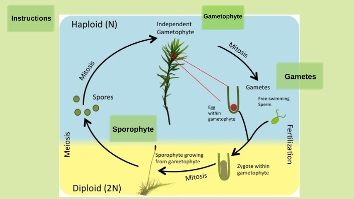 Bryophyte Life Cycle by Mary Christie