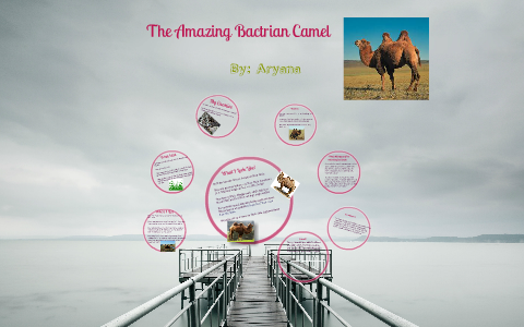 Bactrian Camel By Aryana Habib On Prezi Next